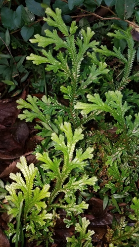 Selaginella martensii (Selaginella martensii)