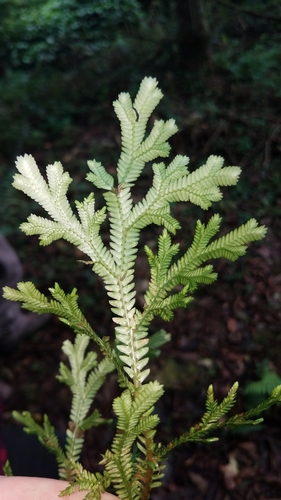 Selaginella martensii, photograph 2