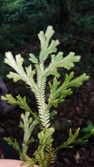 (c) Alan Rockefeller, some rights reserved (CC BY) Selaginella martensii, photograph (c) Alan Rockefeller, some rights reserved (CC BY)
