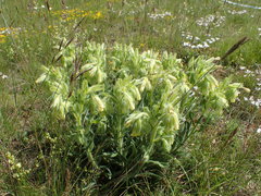 Onosma tricerosperma