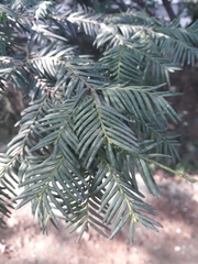 Taxus