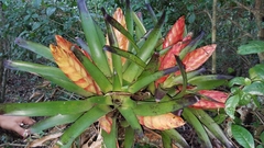 Tillandsia multicaulis