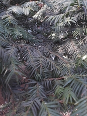 Taxus