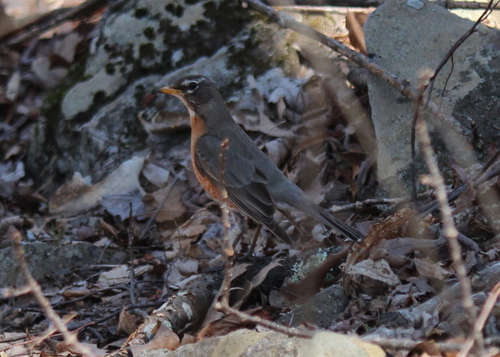 American Robin photographed in New Hampshire