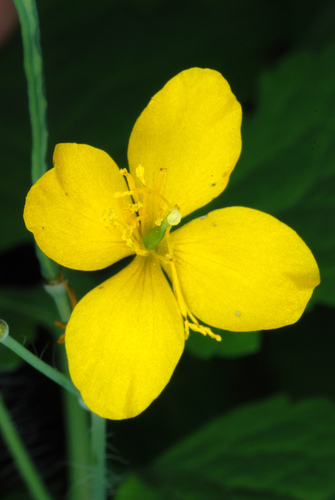 Chelidonium majus