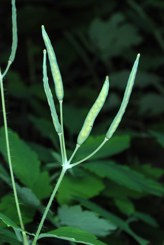 Chelidonium majus