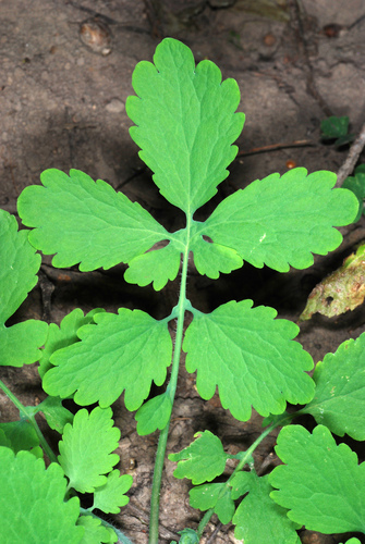 Chelidonium majus