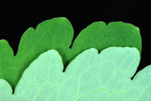 Chelidonium majus