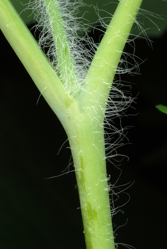 Chelidonium majus