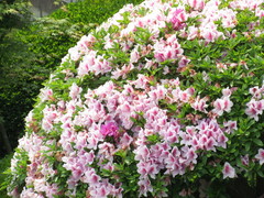 Rhododendron × pulchrum