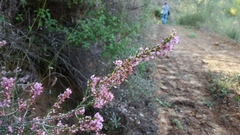 Ericeae