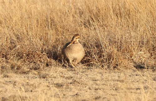 Lesser Prairie Chicken (Tympanuchus pallidicinctus), photo 5