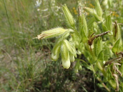 Onosma tricerosperma
