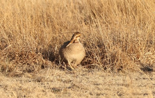 Lesser Prairie Chicken (Tympanuchus pallidicinctus), photo 6