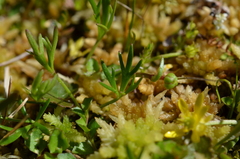Ranunculus glabrifolius