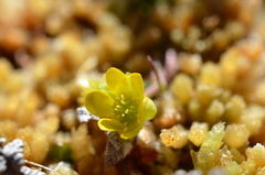 Ranunculus glabrifolius
