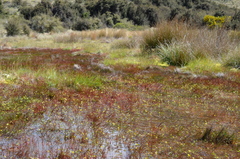 Ranunculus glabrifolius