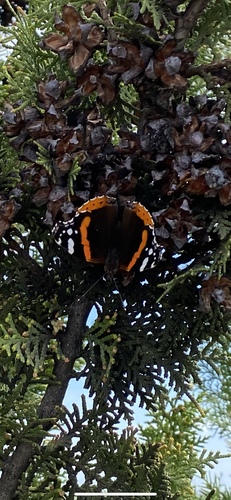 Red Admiral