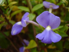 Achetaria azurea