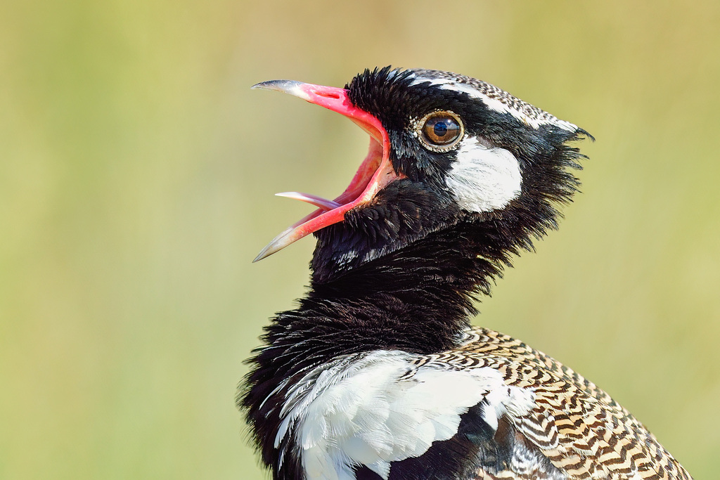 White-quilled Bustard (Afrotis afraoides) photo