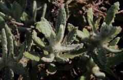 Image of Pulicaria lanata