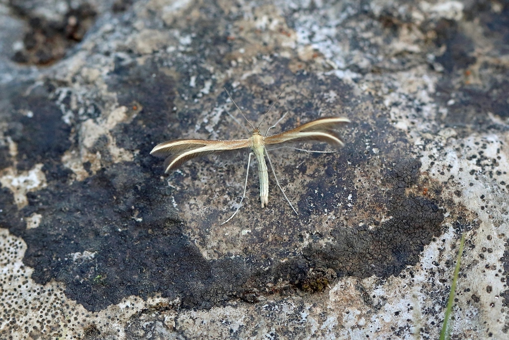 Thyme Plume