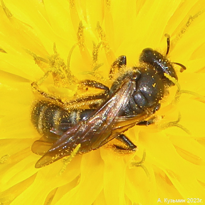 Галикт Lasioglossum marginatum