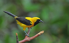 Yellow-Backed Oriole photo 2