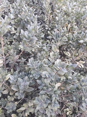 Buxus
