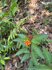Asclepias curassavica image