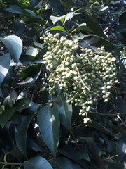 Ligustrum