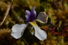 Mazus radicans