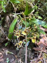 Oncidium bracteatum image