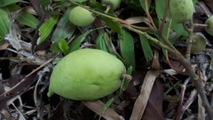 Elaeocarpus grandiflorus