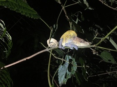Calumma crypticum