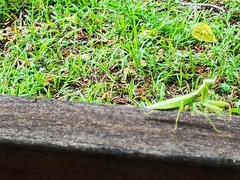 Hierodula patellifera