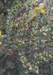 Aspalathus glabrescens