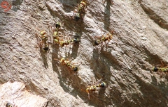 Ropalidia romandi