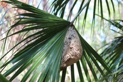 Ropalidia romandi