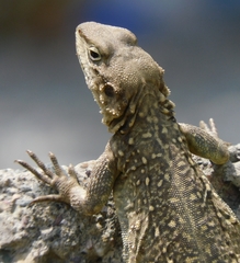 Kashmir Rock Agama photo 3