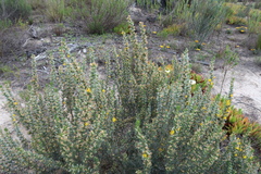 Aspalathus glabrescens