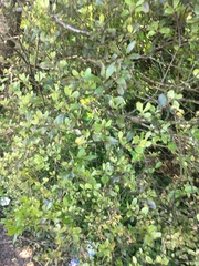 Pittosporum crassifolium