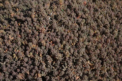 Suaeda novae-zelandiae