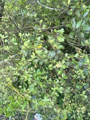 Pittosporum crassifolium