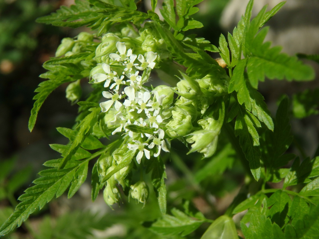 Anthriscus cerefolium — a medium houseplant, prefers partial sun light