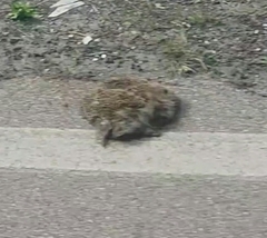 Erinaceus europaeus
