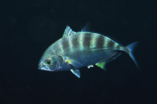 Bigeye Trevally