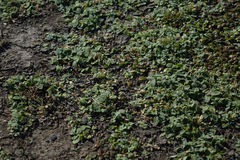 Atriplex buchananii