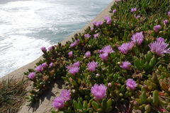 Disphyma australe australe