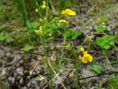 Hemimeris sabulosa